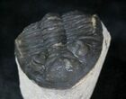 Hollardops Trilobite - Foum Zguid #28149-1